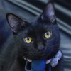 Profile picture for user joe