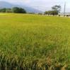 user_picture