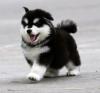 user_picture