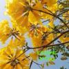 user_picture
