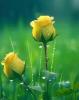 user_picture
