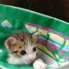 user_picture
