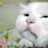 user_picture