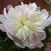 user_picture